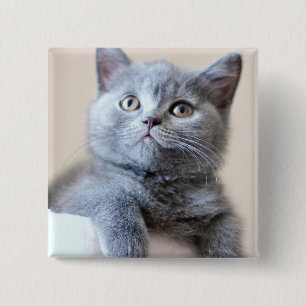 Grey British Shorthair Cat 15 Cm Square Badge