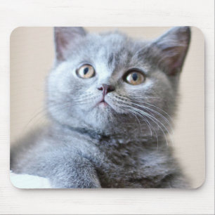 Grey British Shorthair Cat Mouse Pad