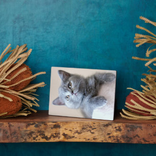 Grey British Shorthair Cat Plaque