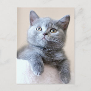 Grey British Shorthair Cat Postcard
