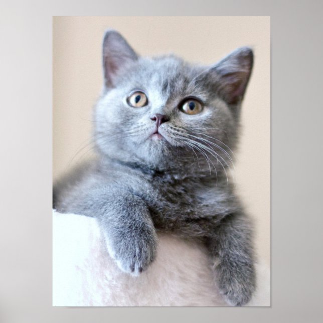 Grey British Shorthair Cat Poster (Front)