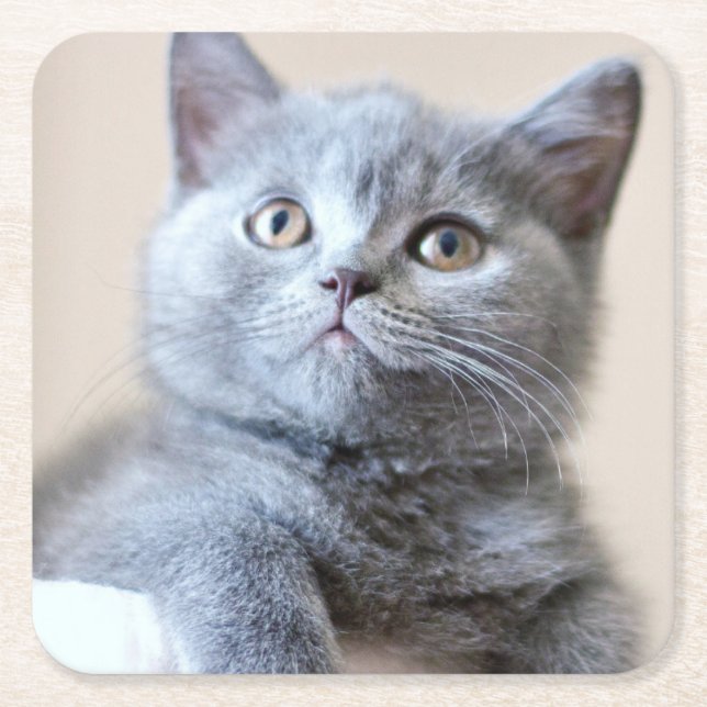 Grey British Shorthair Cat Square Paper Coaster (Front)