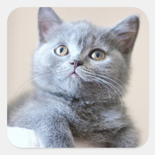 Grey British Shorthair Cat Square Sticker