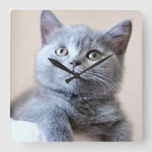 Grey British Shorthair Cat Square Wall Clock