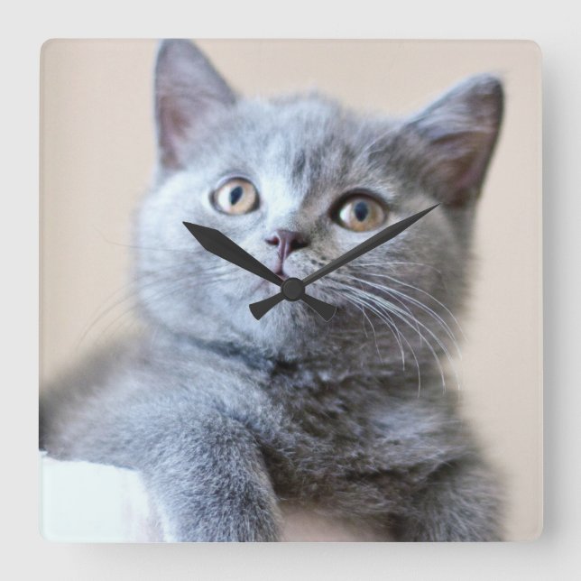 Grey British Shorthair Cat Square Wall Clock (Front)
