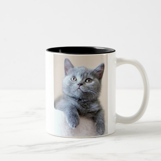 Grey British Shorthair Cat Two-Tone Coffee Mug (Right)