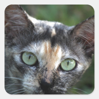 Grey Brown White Cat with Green Eyes Square Sticker
