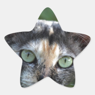 Grey Brown White Cat with Green Eyes Star Sticker