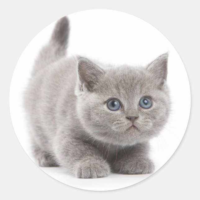 Grey Cat Classic Round Sticker (Front)