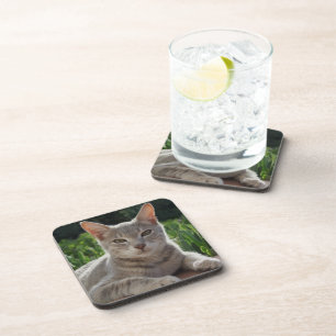 Grey Cat Coasters