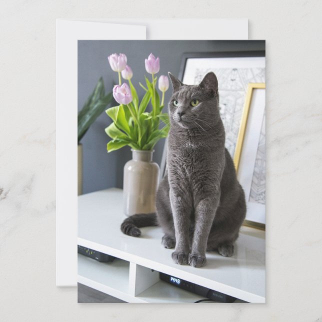 Grey Cat in an office.  Holiday Card (Front)