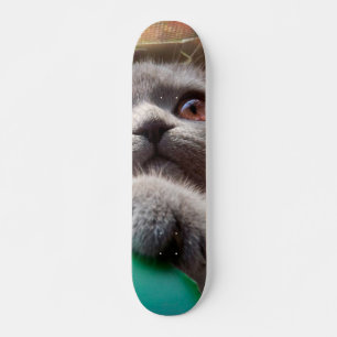 Grey cat in cardboard box skateboard