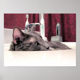Grey Cat in Sink Poster