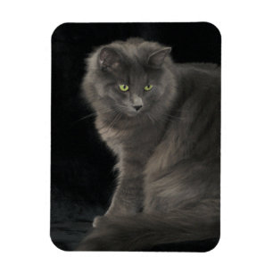 Grey Cat Long Hair Russian Blue Kitty Kitten Cute  Magnet