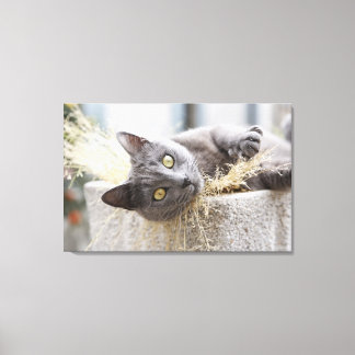 Grey Cat Lying in Pot, Olargues, Herault, France Canvas Print
