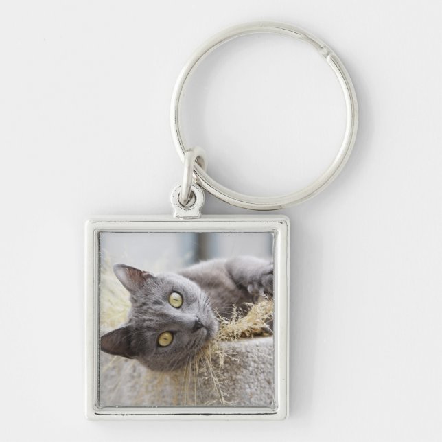 Grey Cat Lying in Pot, Olargues, Herault, France Key Ring (Front)