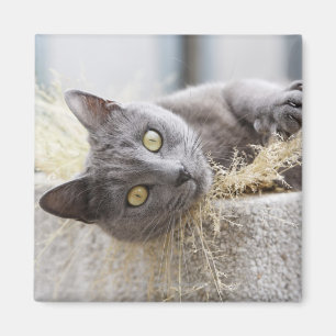 Grey Cat Lying in Pot, Olargues, Herault, France Magnet