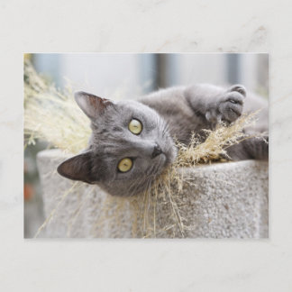 Grey Cat Lying in Pot, Olargues, Herault, France Postcard