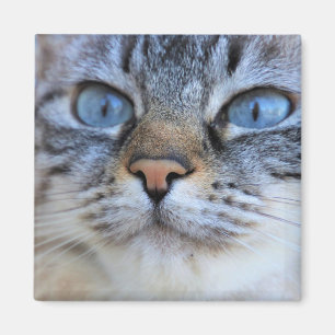 Grey Cat Magnet