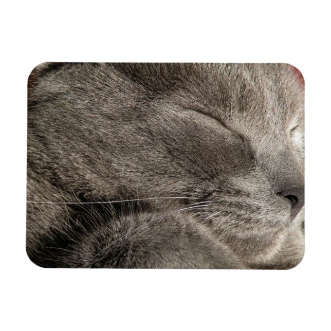 Grey cat magnet (Horizontal)