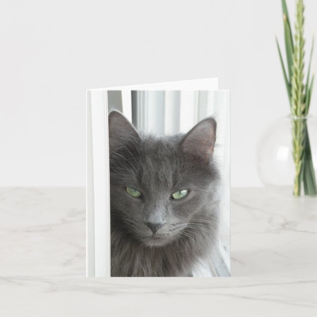 Grey cat note card (Front)