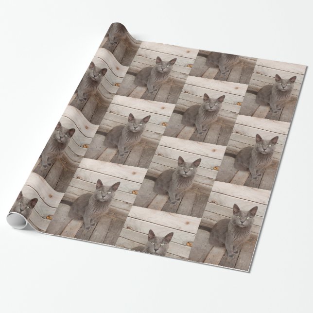 Grey cat photo wrapping paper (Unrolled)