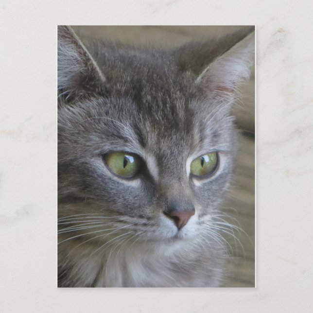Grey Cat Portrait Postcard (Front)