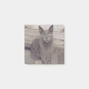 Grey Cat Post-it Notes