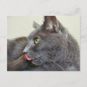 Grey cat postcard