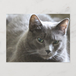 Grey cat postcard