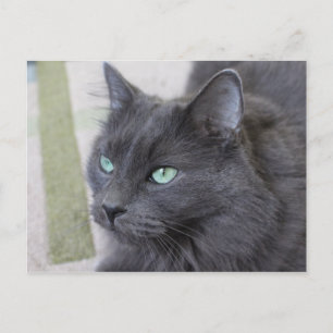 Grey cat postcard