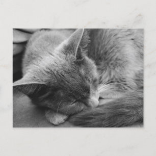 Grey cat postcard