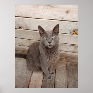 Grey Cat Poster