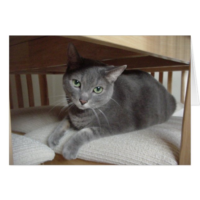 Grey Cat/Russian Blue (Front Horizontal)