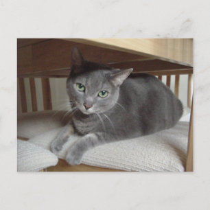 Grey Cat/Russian Blue Postcard
