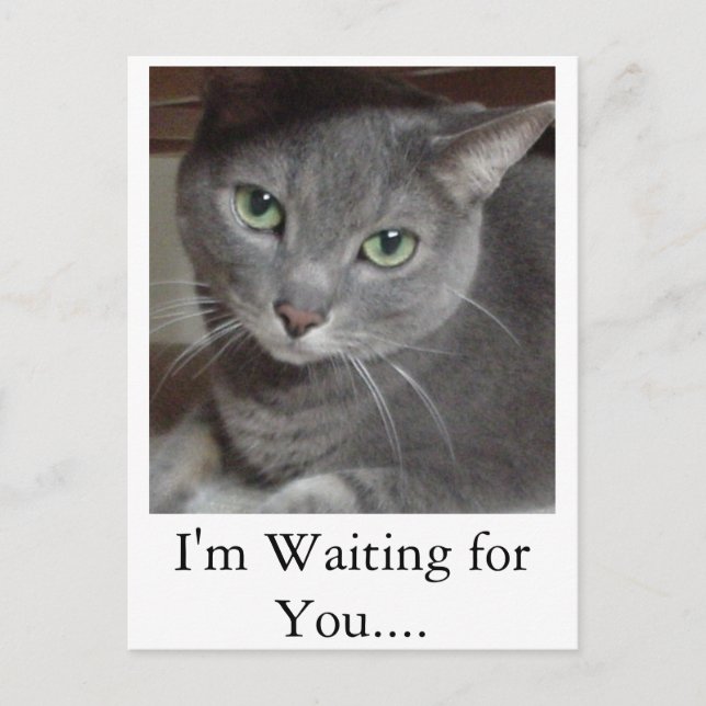 Grey Cat Russian Blue Postcard (Front)