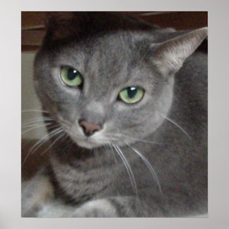 Grey Cat Russian Blue Poster