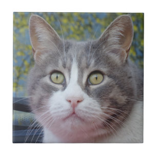 Grey Cat Small (4.25" x 4.25") Ceramic Photo Tile