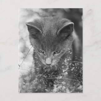 Grey Cat Stalking Postcard