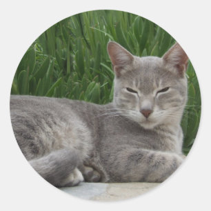 Grey Cat Stickers