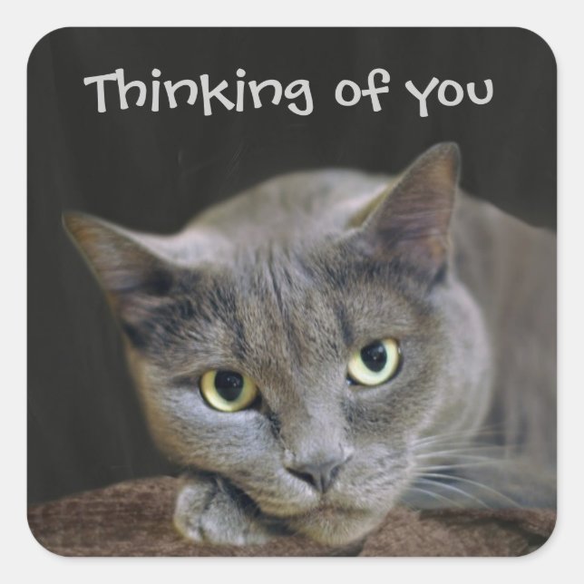 Grey cat thinking of you square sticker (Front)