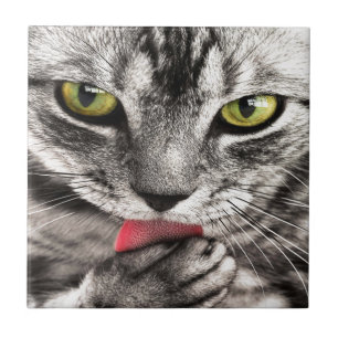 Grey cat tile