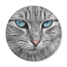 Grey Cat w/Blue Eyes