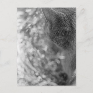 Grey Cat Watching Postcard