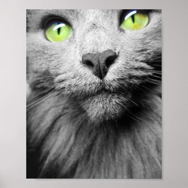 Grey Cat with Bright Green Eyes Poster (Front)