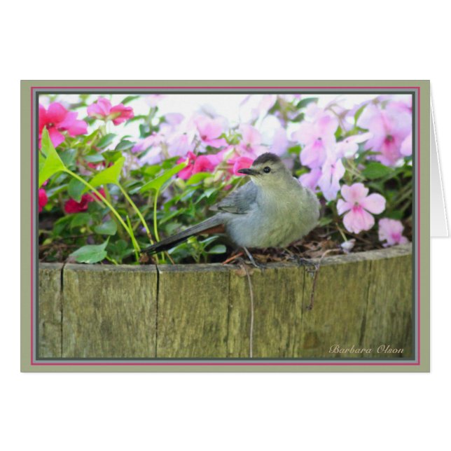 Grey Catbird (Front Horizontal)