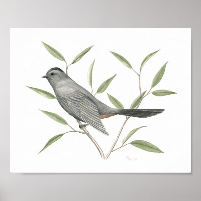Grey Catbird Fine Art Print (Front)