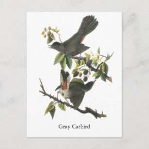 Grey Catbird, John Audubon Postcard