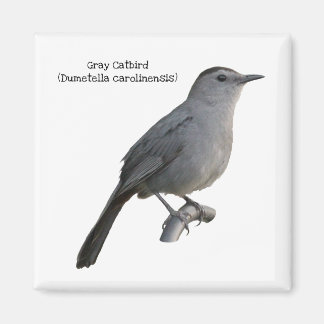 Grey Catbird Magnet