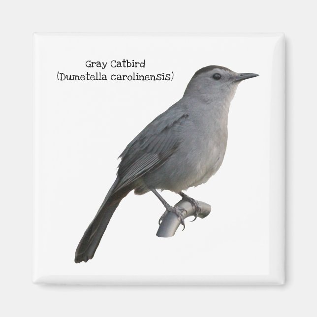 Grey Catbird Magnet (Front)